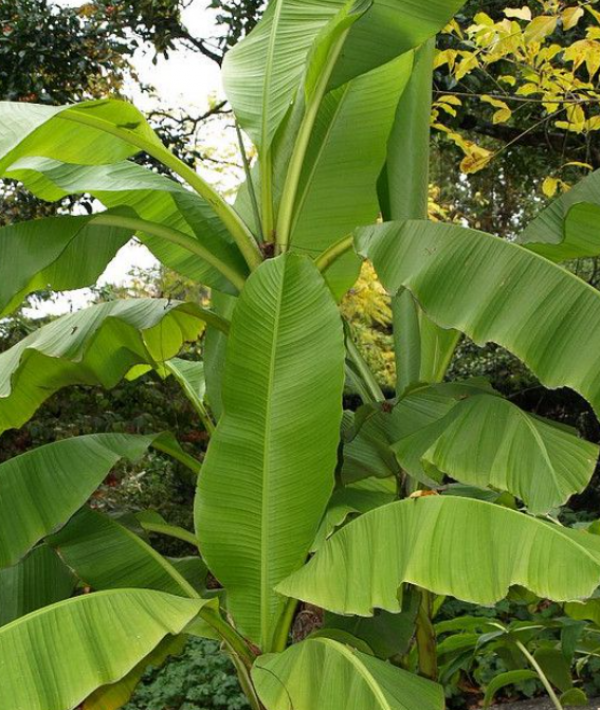 Pohon Pisang dengan Daun Lebar